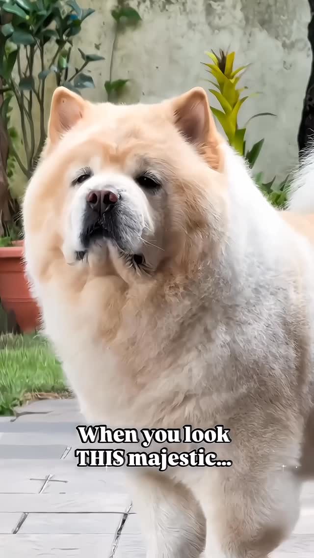 Instagram post by @taro_de_chow for Zesty Paws. Caption reads: Who says being this fluffy is easy? 🐶✨ 

Mama....