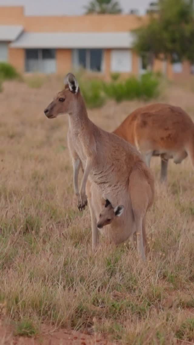 Instagram post by @andrewkalaweit for Western Australia. Caption reads: [...] aku suka selama di western australia adalah....