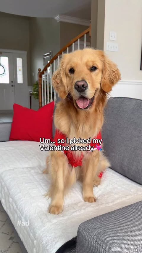 Instagram post by @lizzie.bear for PetSmart. Caption reads: [...] to join us? 😍 Head over to @PetSmartCanada....