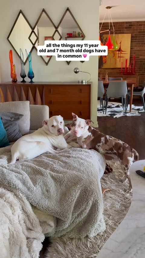 Instagram post by @wethreepitties for Fera Pets. Caption reads: [...] of life our dogs are in, they all get....