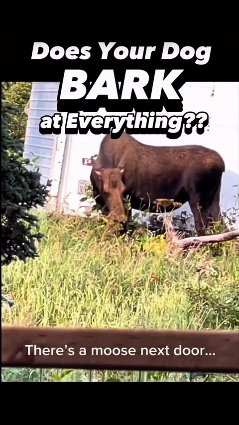 Instagram post by @breejustine for BarkBox. Caption reads: Does it ever feel like your dog barks at EVERY.....