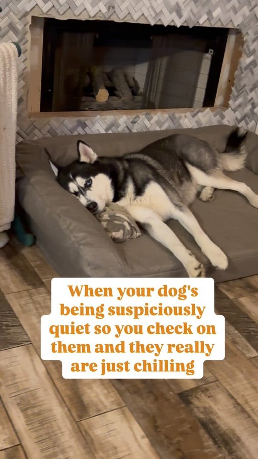 Instagram post by @thedogg_mother for K9 Ballistics. Caption reads: [...] #k9ballistics #gifted #chewproofdogbed [...].