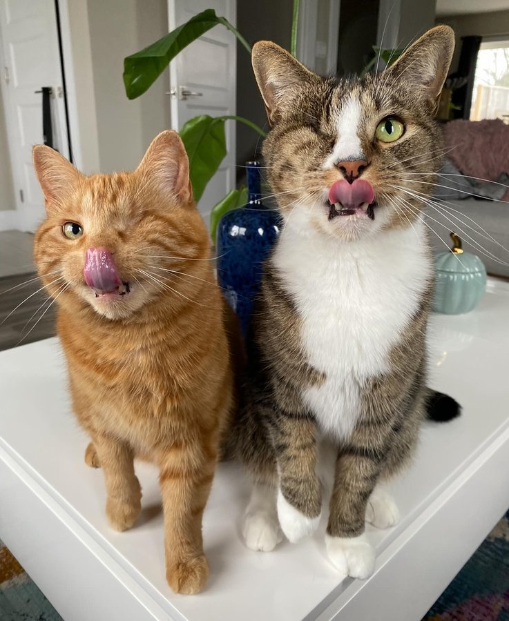 Instagram post by @king.dorito_ for Cats of Instagram. Caption reads: [...] #oneeyedcat #oneeyedcatsofinstagram....