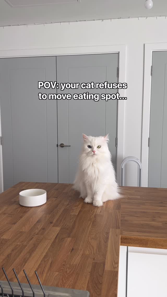 Instagram post by @mmeowmmia for Oneisall. Caption reads: We’ve been using this cordless feeder for a while....