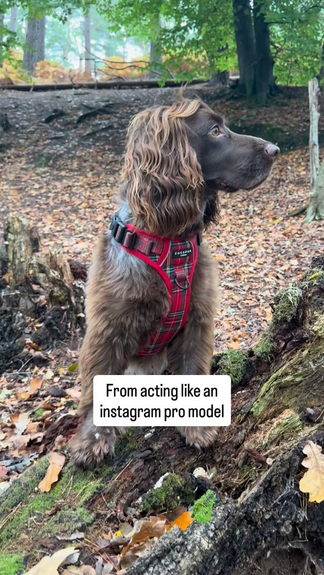 Instagram post by @obi1_the_jedi__sprocker_pup for Cocopup London. Caption reads: Keep it real friends 

Be yourself & Be PROUD of....