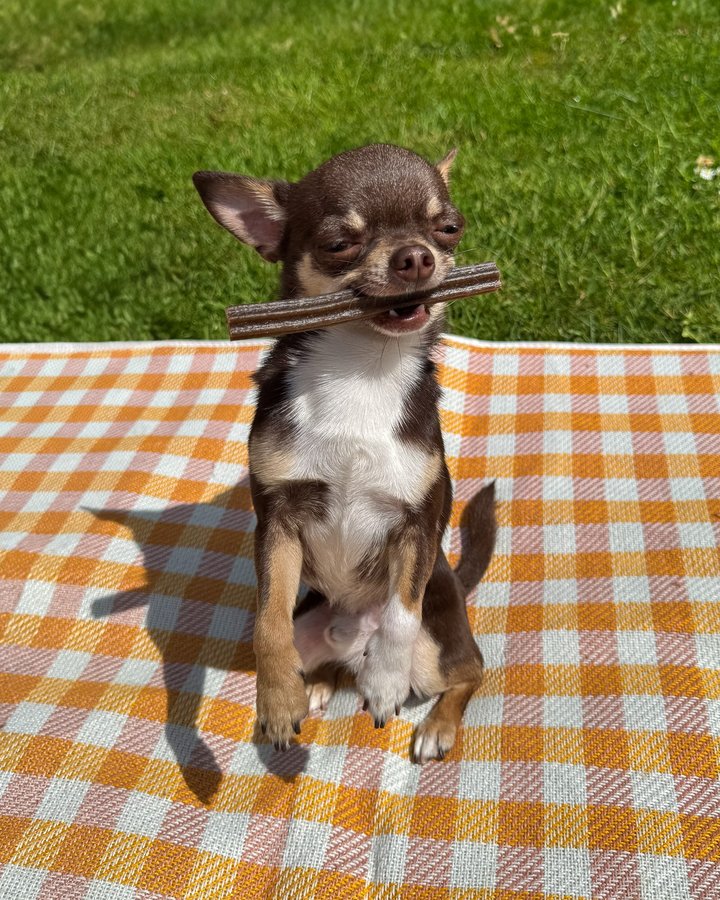 Instagram post by @mila.the.chi for Arden Grange. Caption reads: Chihuahuas are at their happiest when the sun’s....