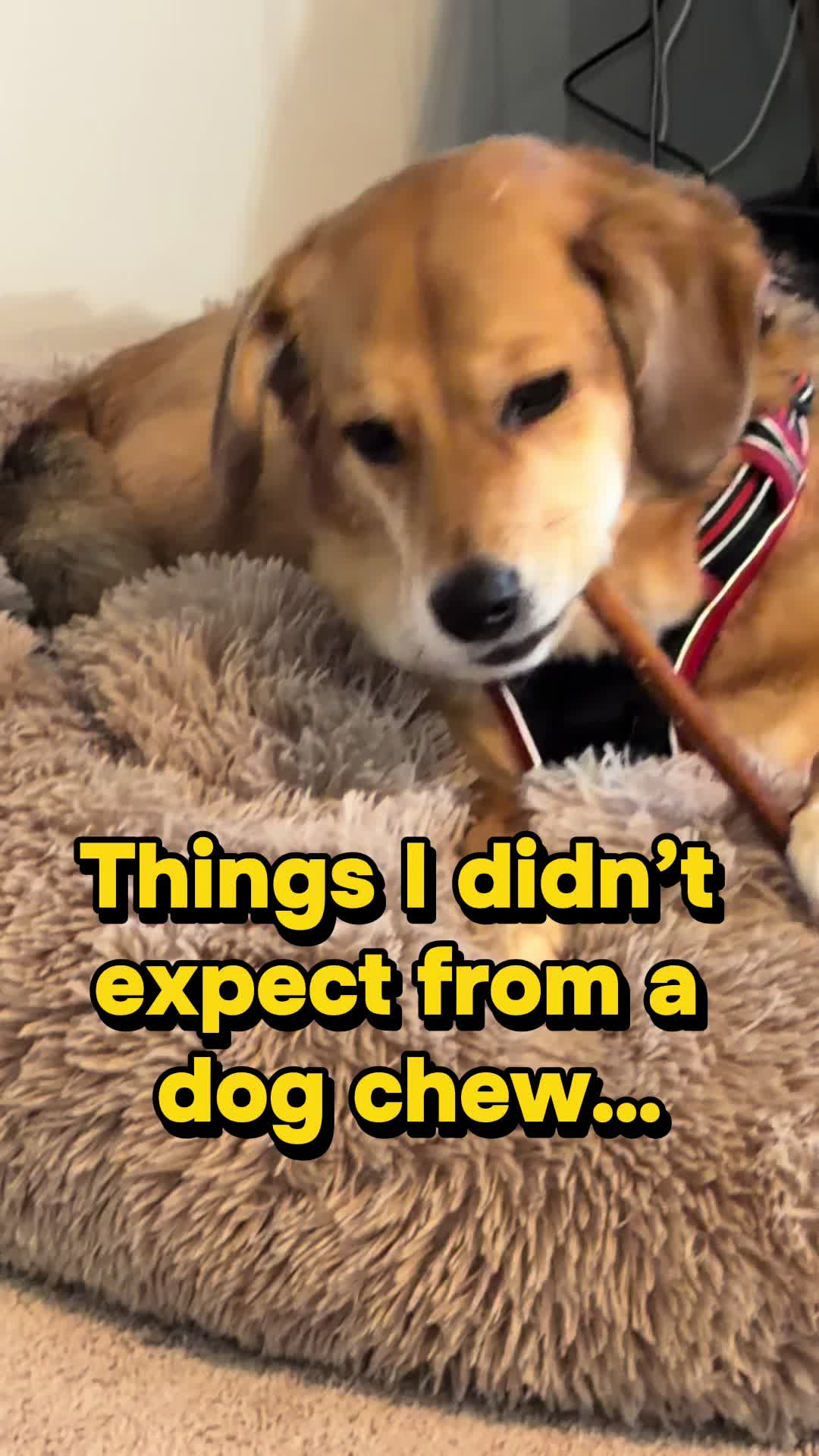 TikTok post by @doseofdakota for PetMD Store. Caption reads: [...] @PetMDStore.