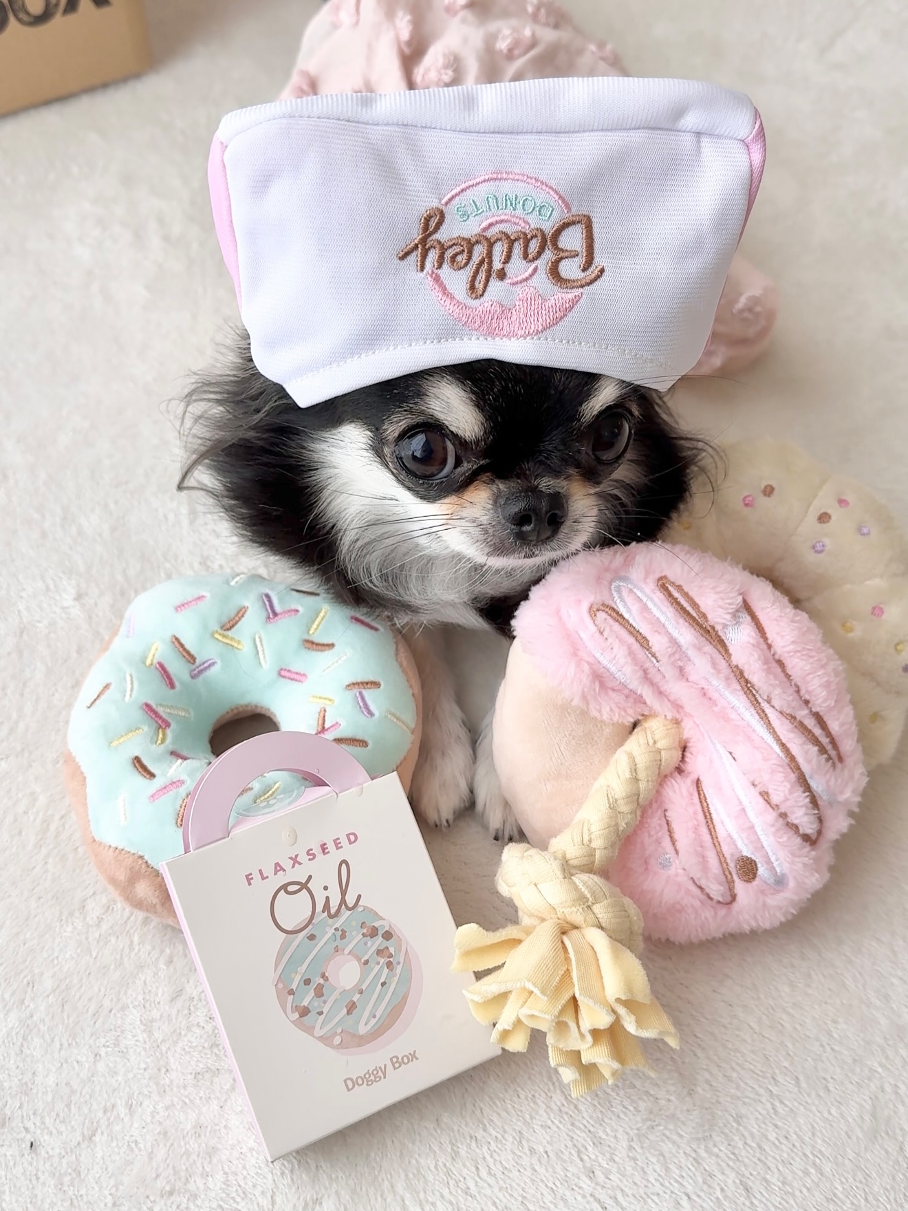 Instagram post by @popogramu for Doggy Box. Caption reads: ぽぽたん🌼
⁡
ドーナツいかがですかー🍩🐶✨
⁡
今回のテーマは↓
『Donut worry,....