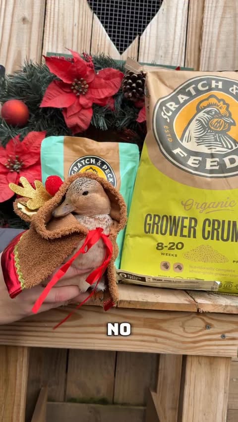 Instagram post by @cheez_and_quacker for Scratch and Peck Feeds. Caption reads: [...] owner, and that’s why we love our....