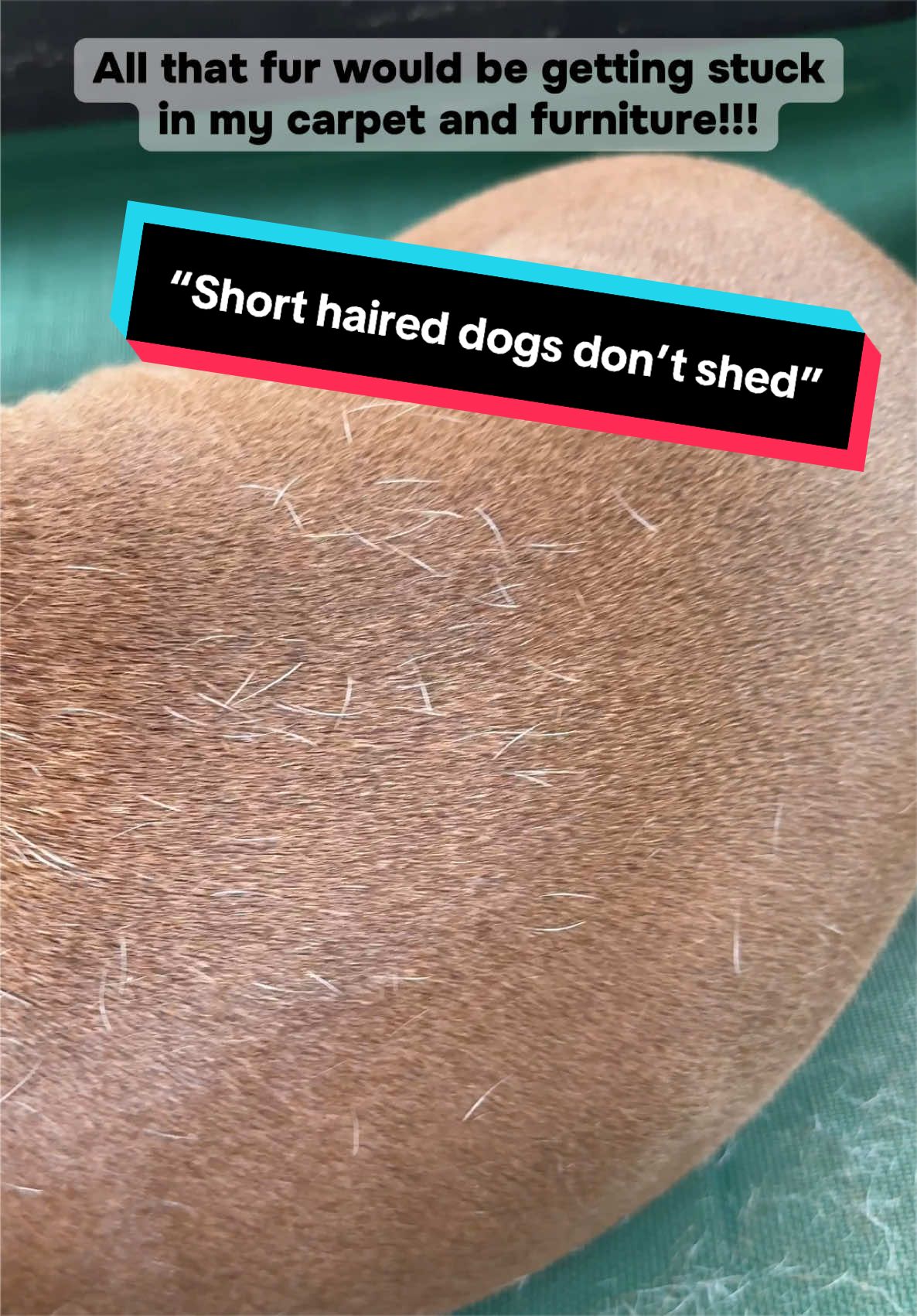 TikTok post by @bigheaded_bruce for We Love Doodles. Caption reads: [...] #americanbully #bullybreed @WeLoveDoodles_....