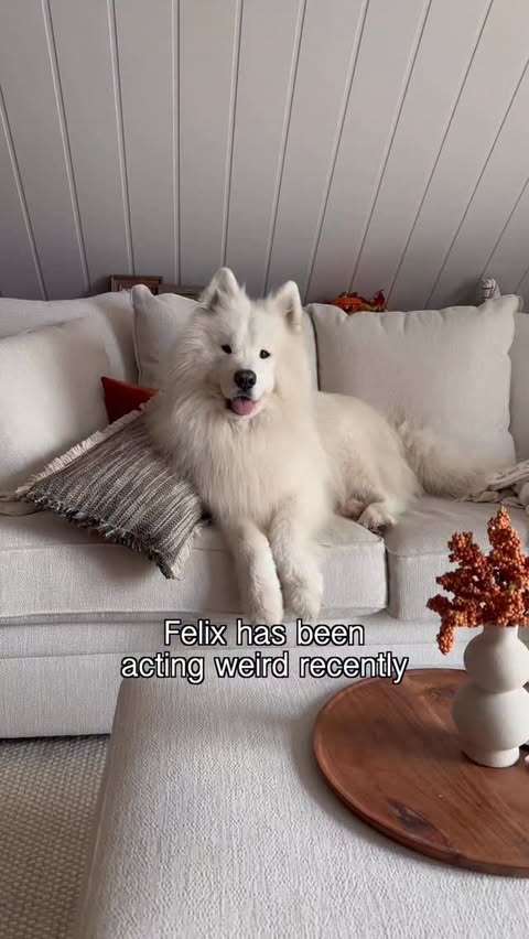 Instagram post by @wanderlust_samoyed for Tractive. Caption reads: [...] you’re not looking, make sure to get a....