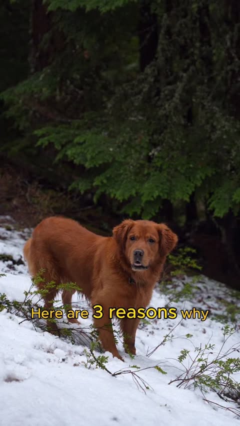 Instagram post by @wild.is.home for Tractive. Caption reads: [...] out exploring. That’s why I rely on....