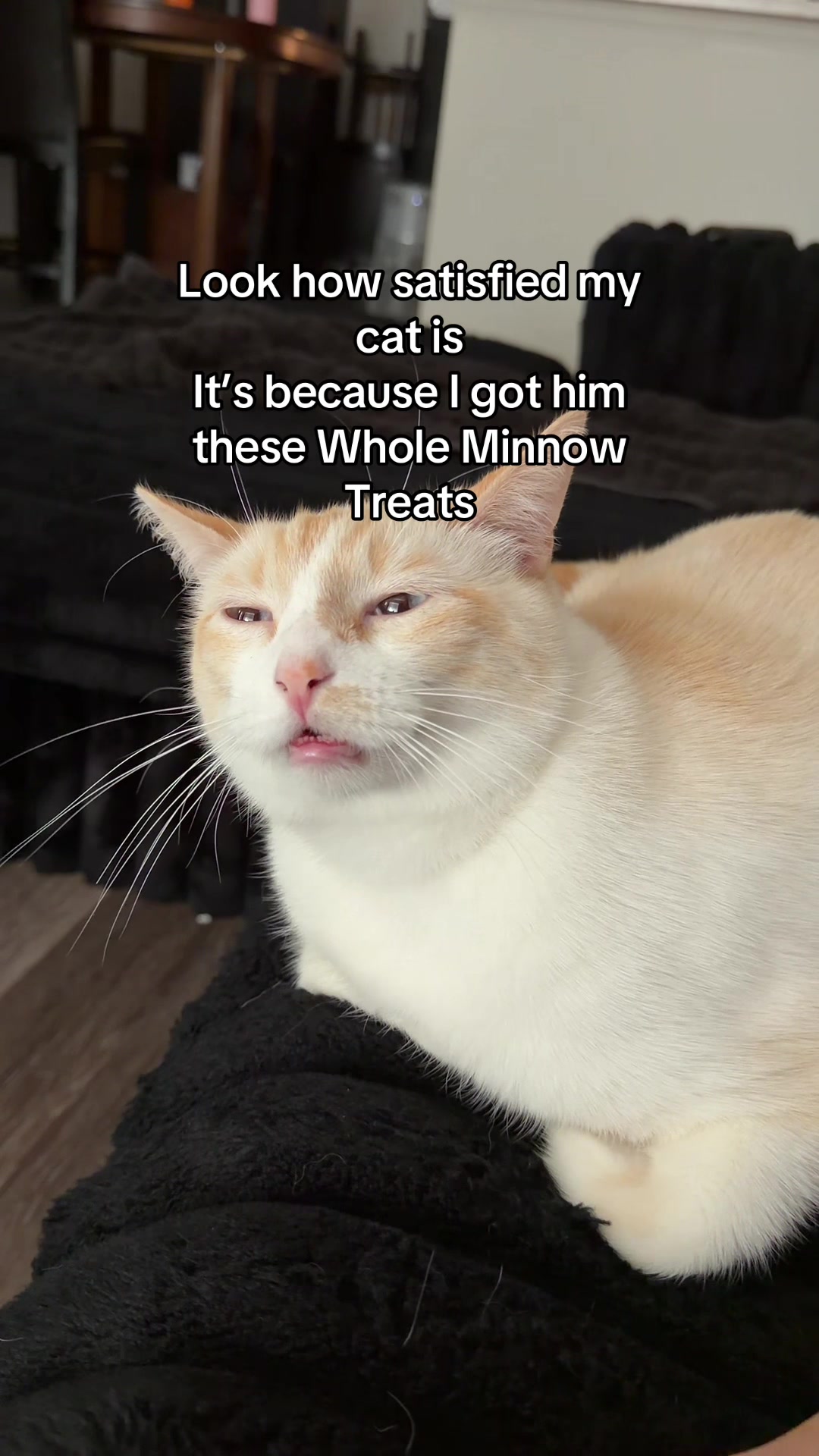 TikTok post by @bulletproofwolf for King Lou. Caption reads: @King Lou #cattreats #holidayhaul [...].