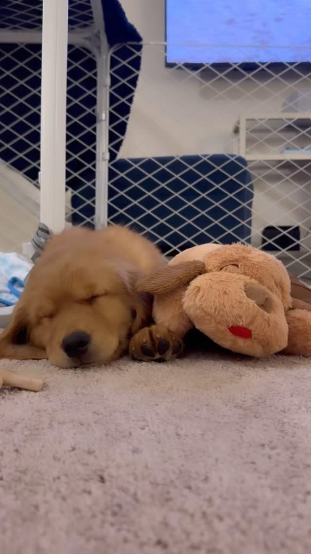Instagram post by @otisgoldenboy for Snuggle Puppy. Caption reads: Today drained me.