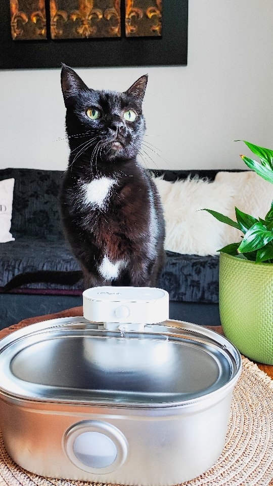 Instagram post by @the.royal_paws for Uahpet. Caption reads: We were looking for a new water fountain and we....