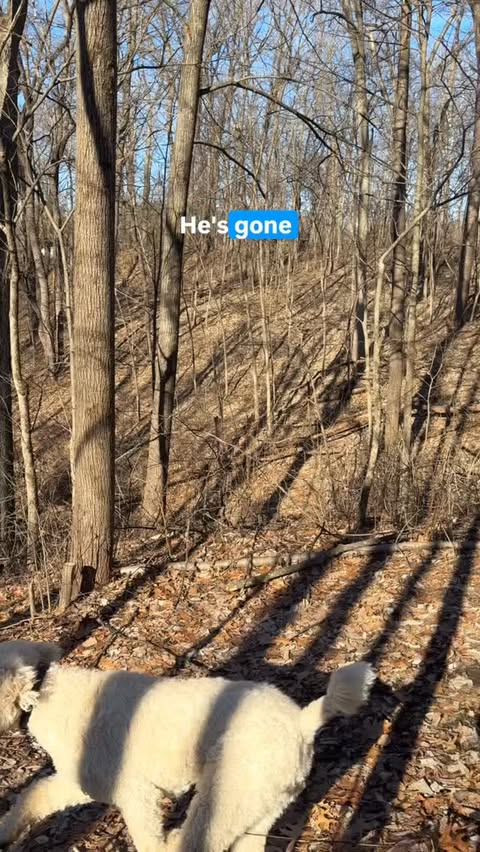 Instagram post by @ajax_and_odie_the_poodle_bros for Tractive. Caption reads: We love @tractive !!

#ad.