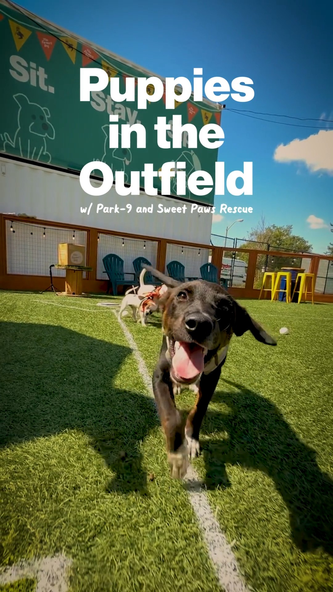 Instagram post by @park9dogbar for The Farmer's Dog. Caption reads: Turns out the best ball game you'll ever attend is....