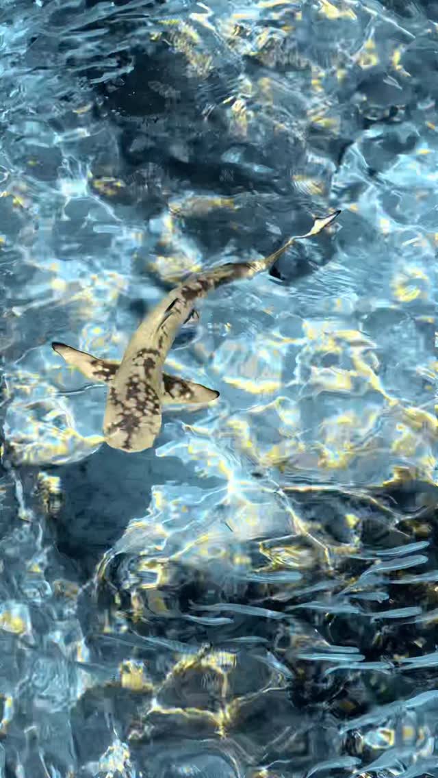 Instagram post by @seefromtheoceans for Visit Maldives. Caption reads: Melanistic shark (very rare) → would appear darker....