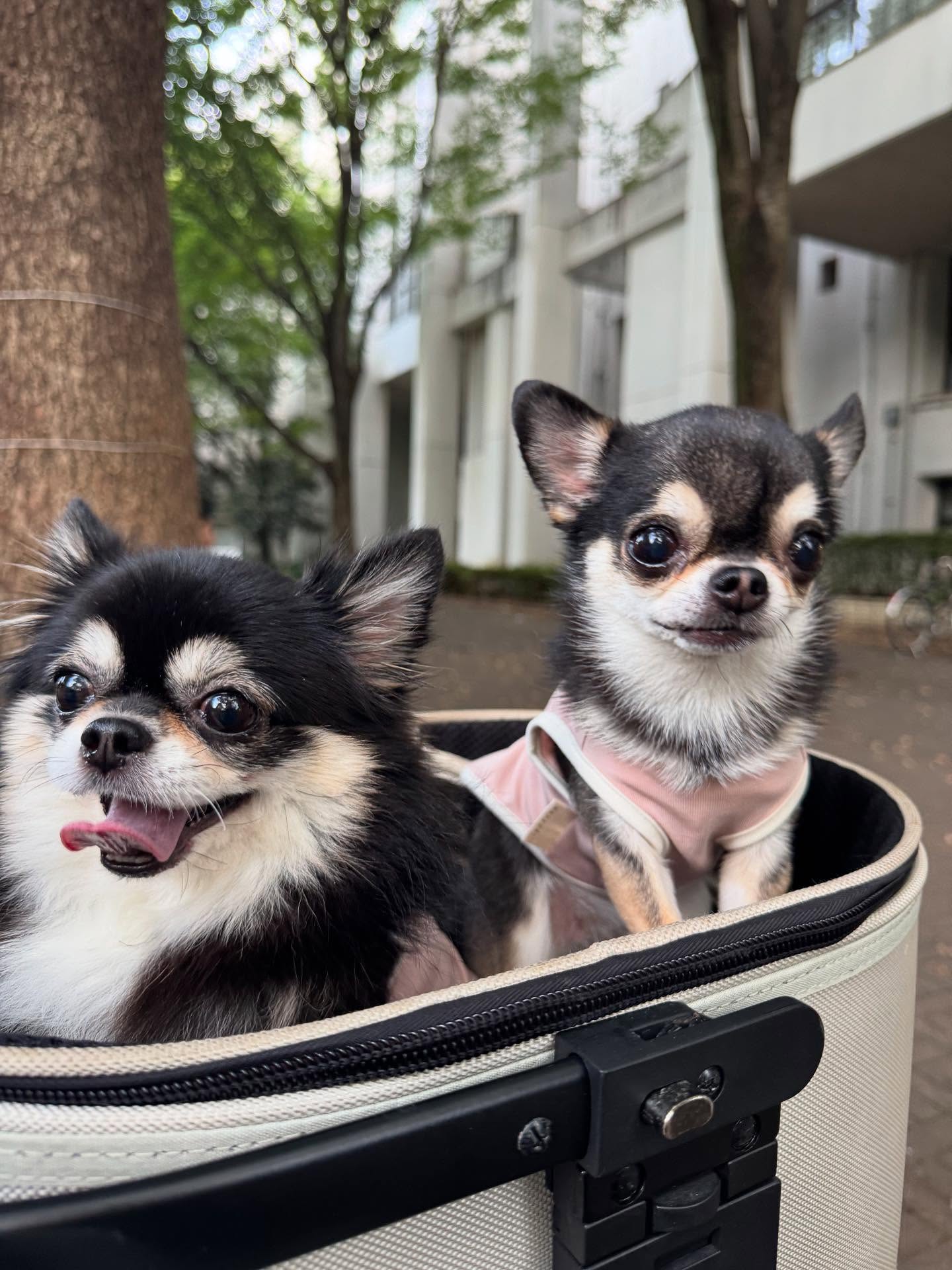 Instagram post by @i_am_kalbibibimbap for Mon Cheri. Caption reads: 昨日はかるびとびびと夕方のお散歩に出掛けてきたよ♪

昨日のお洋服は
@moncheri.dog....