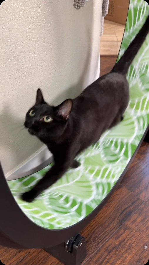 Instagram post by @thetwocrazycatladies for One Fast Cat. Caption reads: Want to do something Big for your cats this....