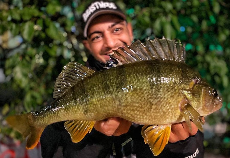 Instagram post by @houtan_ata for Mustad Fishing. Caption reads: [...] perch, here is one of my rewards😊💪....