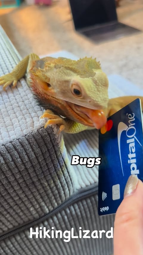 Instagram post by @hikinglizard for Capital One. Caption reads: [...] change them when new year starts!....