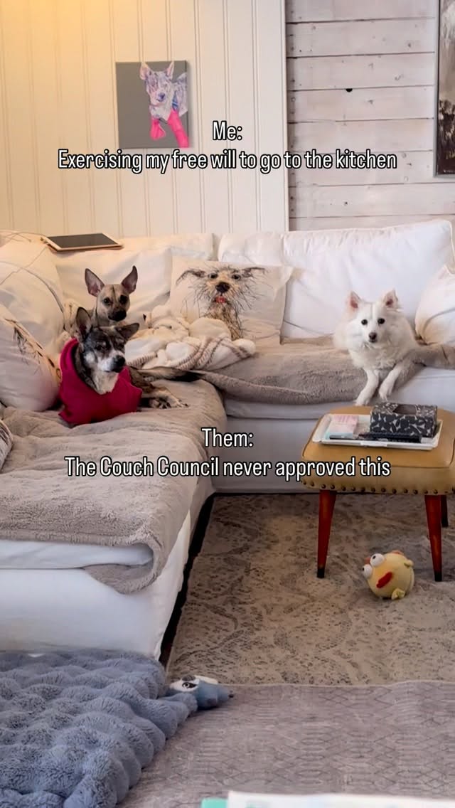 Instagram post by @amira.amiracle for WeRateDogs. Caption reads: This is how we’ve spent our days since the....