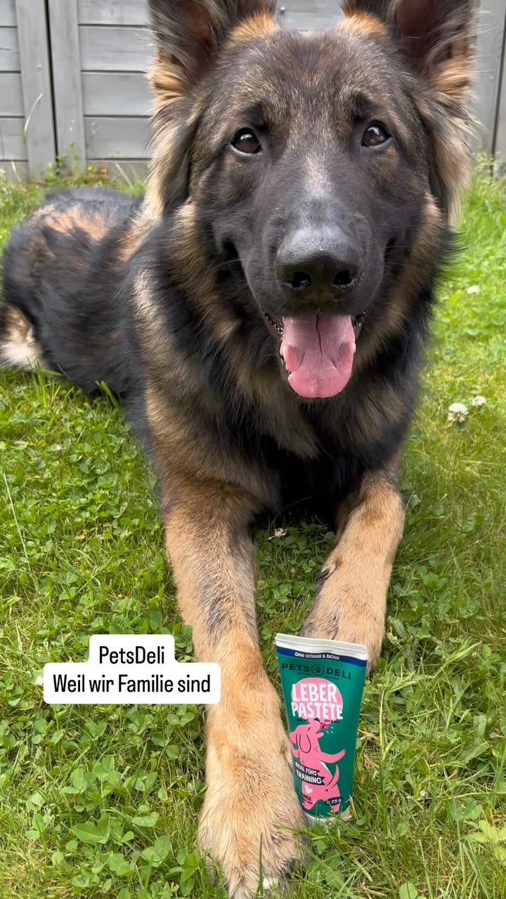Instagram post by @rex_vonderkoelnerbucht for Pets Deli. Caption reads: 🐾 Mein Tagebuch, Eintrag 394:
Leute… diese....