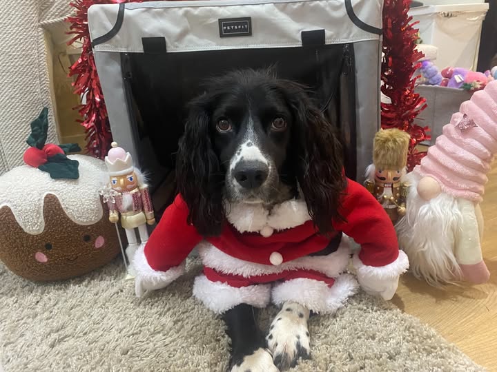 Instagram post by @cheekyspaniels_ for Petsfit. Caption reads: [...] in his Christmas travel crate bed from....