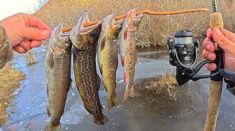 YouTube post by @bassntroutfishing for Piscifun. Caption reads: CATCHING & COOKING 4 SPECIES OF TROUT!!!.