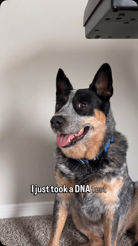 Instagram post by @bruno.blueheeler for Embark. Caption reads: [...] The Dog DNA Breed and Health Test from....