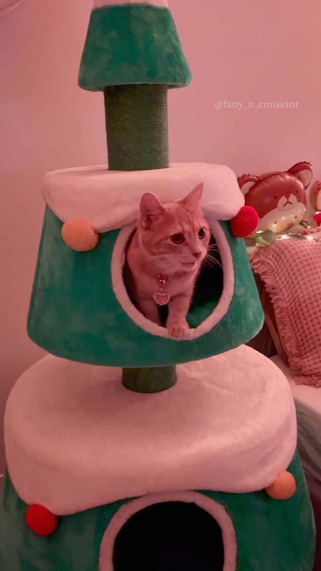 Instagram post by @fatty_n_croissant for MICHUPET. Caption reads: #gifted | Thank you @michupet_australia for....