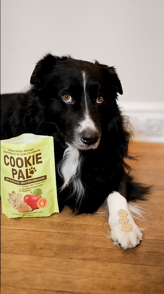Instagram post by an influencer for COOKIE PAL. Caption reads: [...] other’s company. Thanks to COOKIEPAL my dog....