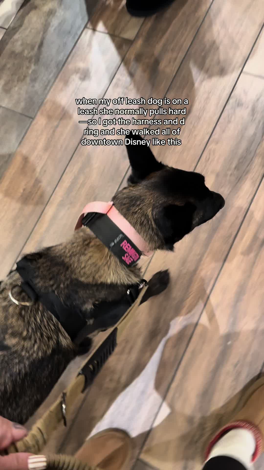 TikTok post by @chelsea_devinn_ for Dog Friendly Co. Caption reads: [...] #belgianmalinois @dogfriendlyco .