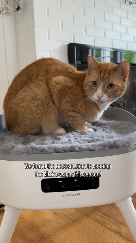 Instagram post by @pesto.theorangetabby for Homerunpet. Caption reads: [...] and our coffees warm this winter!....