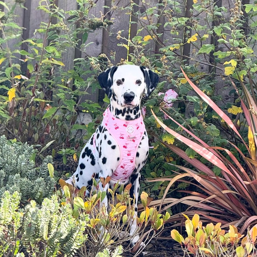 Instagram post by @thefoxwolfspotbossandbaby for Cookie & Chewkie. Caption reads: Happy Chewsday Frens 💕💕

Mila here today I’m....