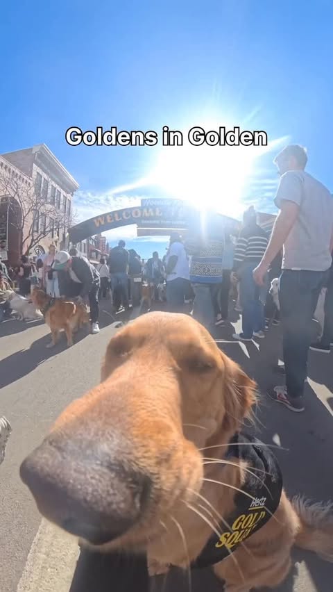 Instagram post by @willys360world for Hertz. Caption reads: Goldens in Golden with the @hertz Gold Squad 🐶💛....