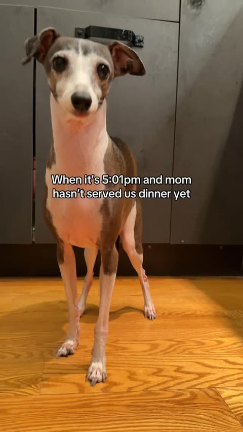 Instagram post by @iggyadelaide for Open Farm Pet. Caption reads: We take @openfarmpet dinner very seriously around....