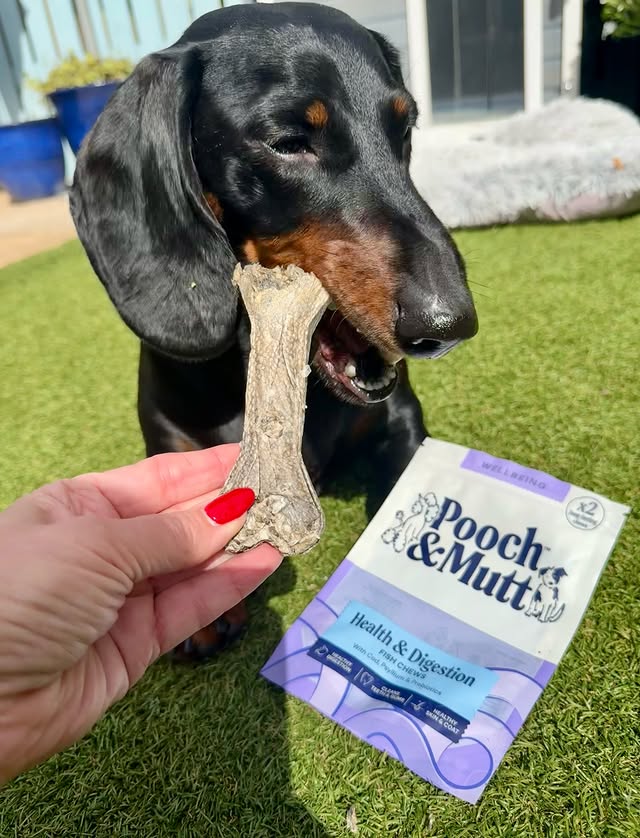 Instagram post by @hugo_and_ottos_adventures for Pooch and Mutt. Caption reads: [...] code POOCHPACK-FOX8 to save 30% 💸....