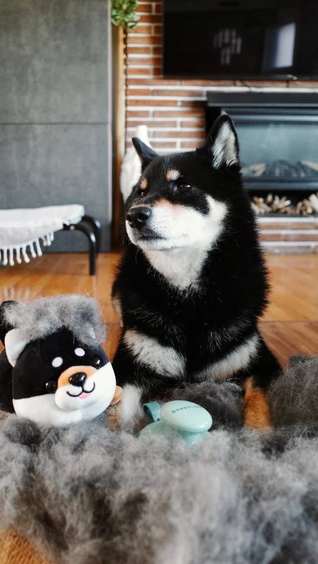 Instagram post by @gunner.shiba for Dandylion. Caption reads: [...] 20x/week during shedding season🧹....