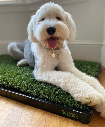 Instagram post by @meimei_allday for Doggielawn. Caption reads: [...] grass can be a challenge.  Thanks to....