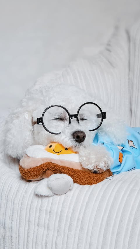 Instagram post by @lifeofapoochon for Spark Paws. Caption reads: [...] 𝙚𝙖𝙧𝙡𝙮 𝙗𝙞𝙧𝙙? 🌅 - - [OOTD:....