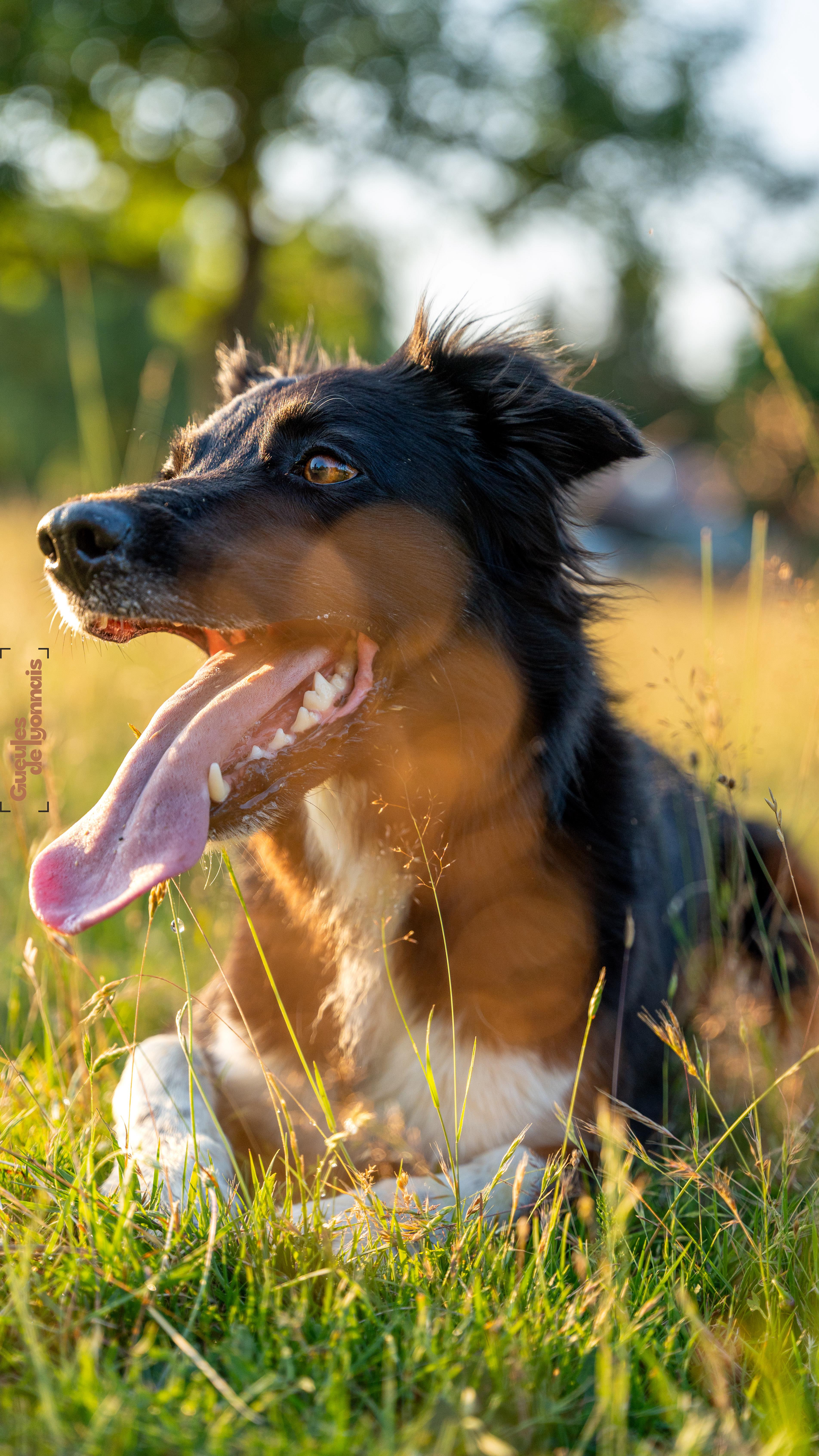 Instagram post by @gueulesdelyonnais for Sony. Caption reads: Vixy, 4ans, Border collie
Gère un cheptel de....
