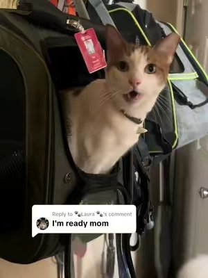 TikTok post by @therapycatroger for Pecute. Caption reads: [...] to @🐾Laura 🐾 #cat #catbackpack @Pecute....