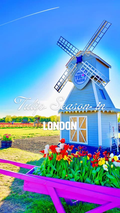 Instagram post by @london.travel.life for Oral-B. Caption reads: Lost in a sea of tulips 🌷 🗓️April #tulipseason....