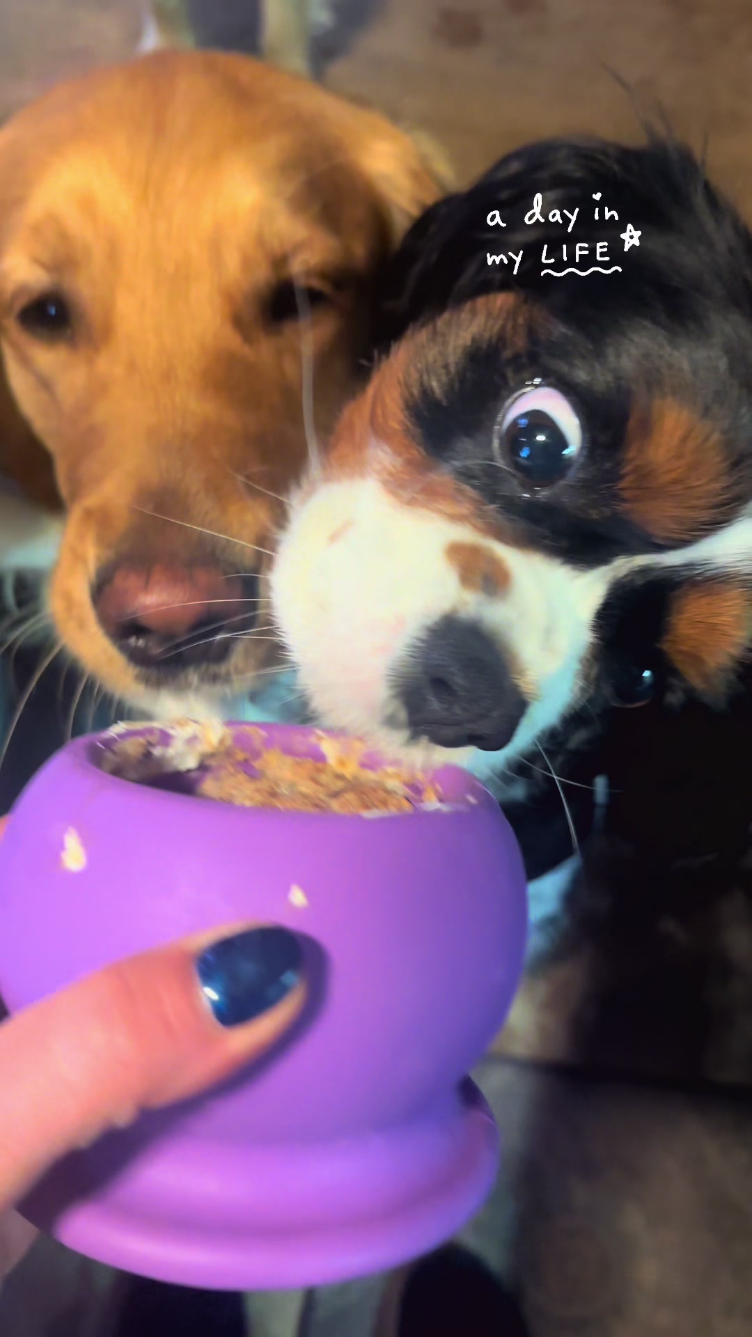 TikTok post by @wagsonthewater for Freezbone. Caption reads: FreezBone. Best dog enrichment. Dog treat love.....