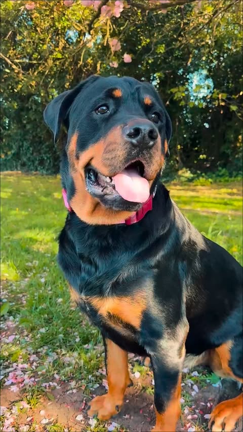 Instagram post by @exploreypaws for Pawsome Paws Boutique. Caption reads: The all new adventure collar from....
