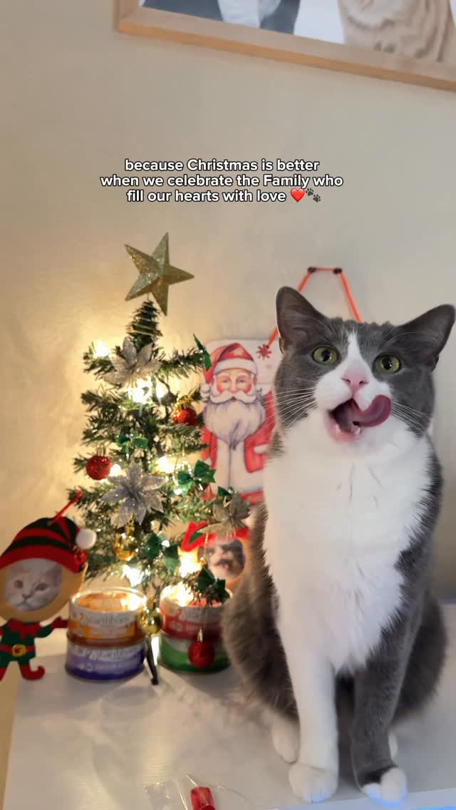 Instagram post by @whiskeyandstormy for Earthborn Holistic Pet Food. Caption reads: This holiday season, we’re giving them....