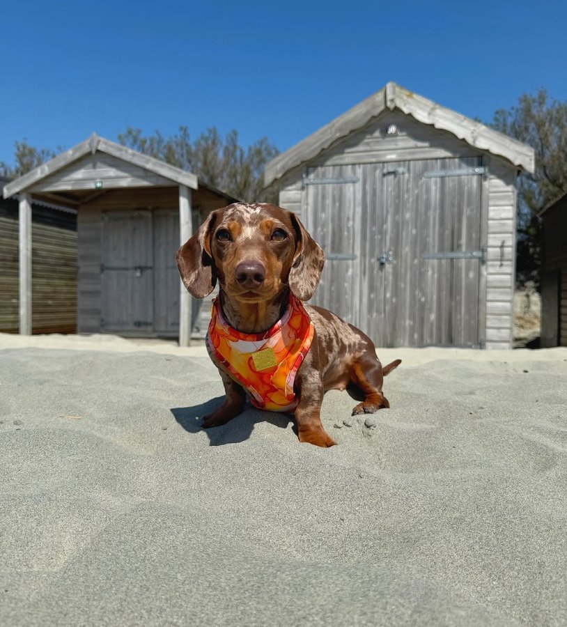 Instagram post by @dapplecoco.and.pearl for Paw Couture. Caption reads: [...] collection for summer? 🍑☀️ From....