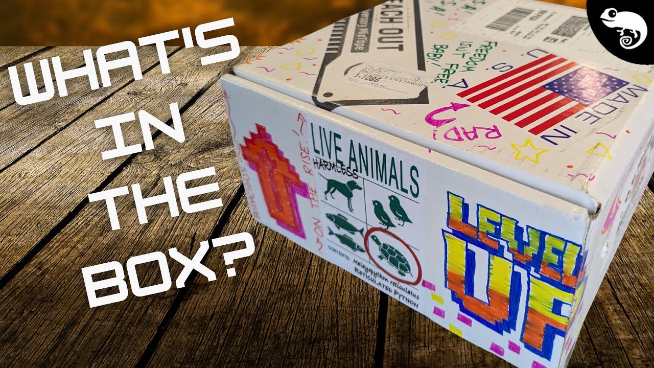 YouTube post by @ClintsReptiles for BetterHelp. Caption reads: I Don’t Do Unboxings, but for THIS Box, I’ll Make....
